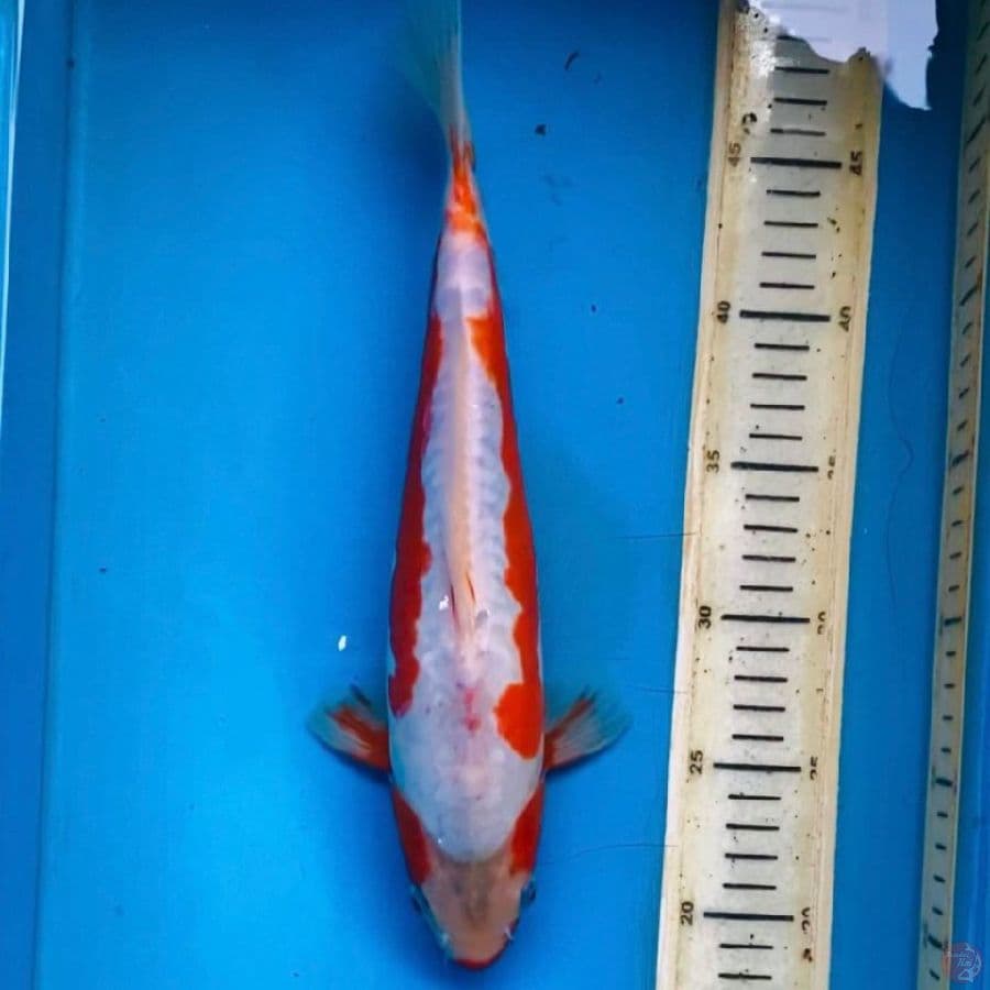 khosui 30cm