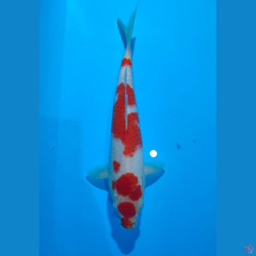 Kohaku Jantan