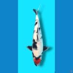 TC SHOWA 42CM JANTAN