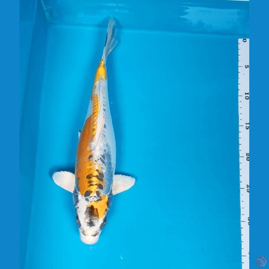 yellow kiko 34cm