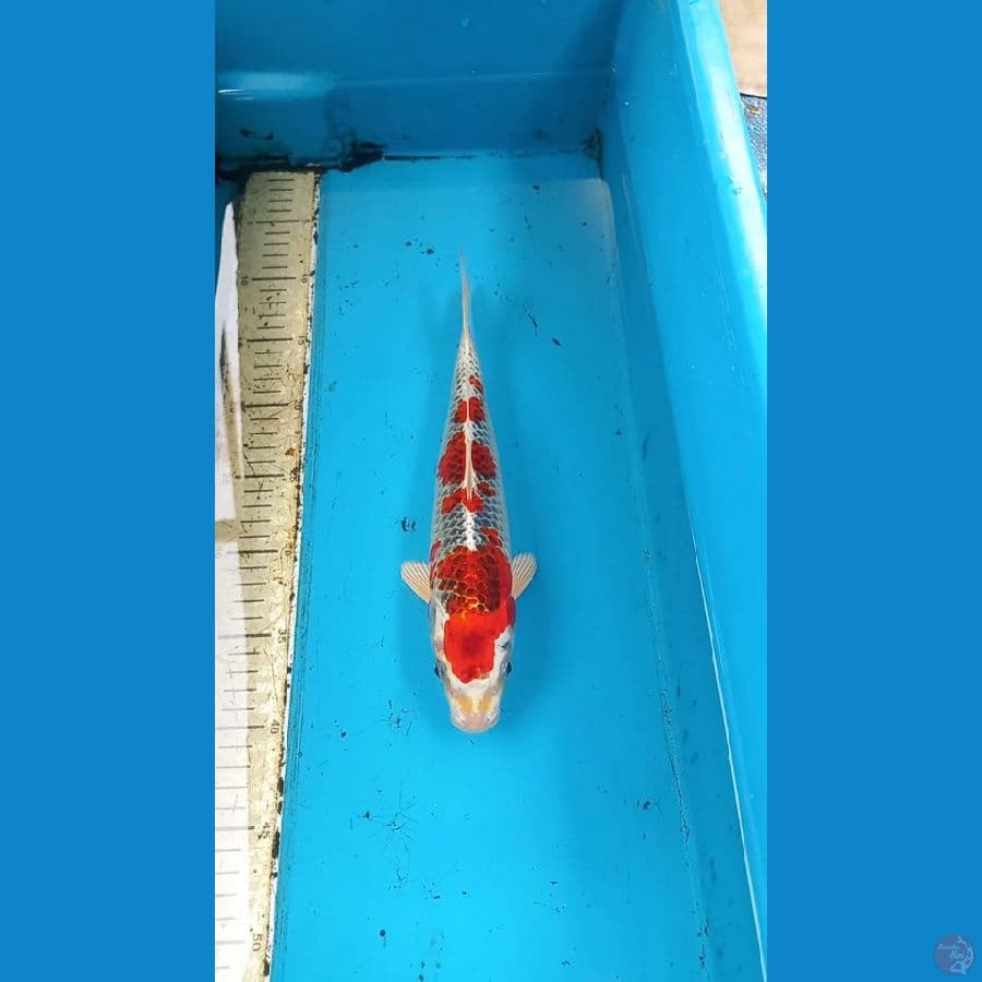 Beni Gingga 30cm male