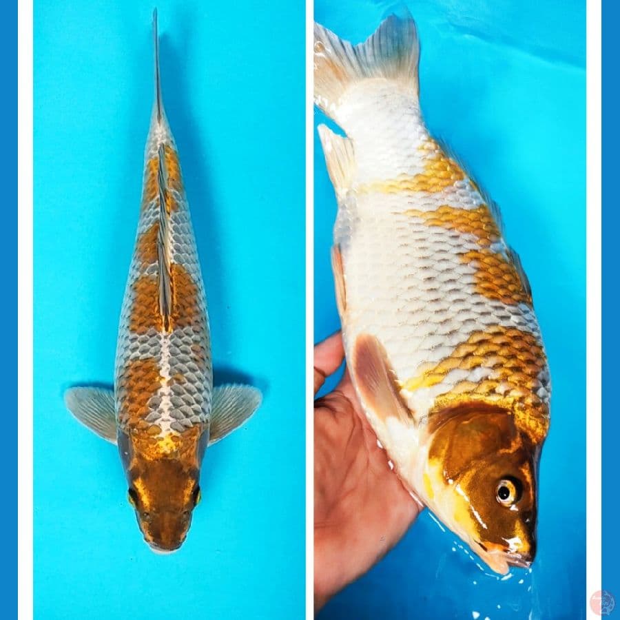 ochiba 33cm male