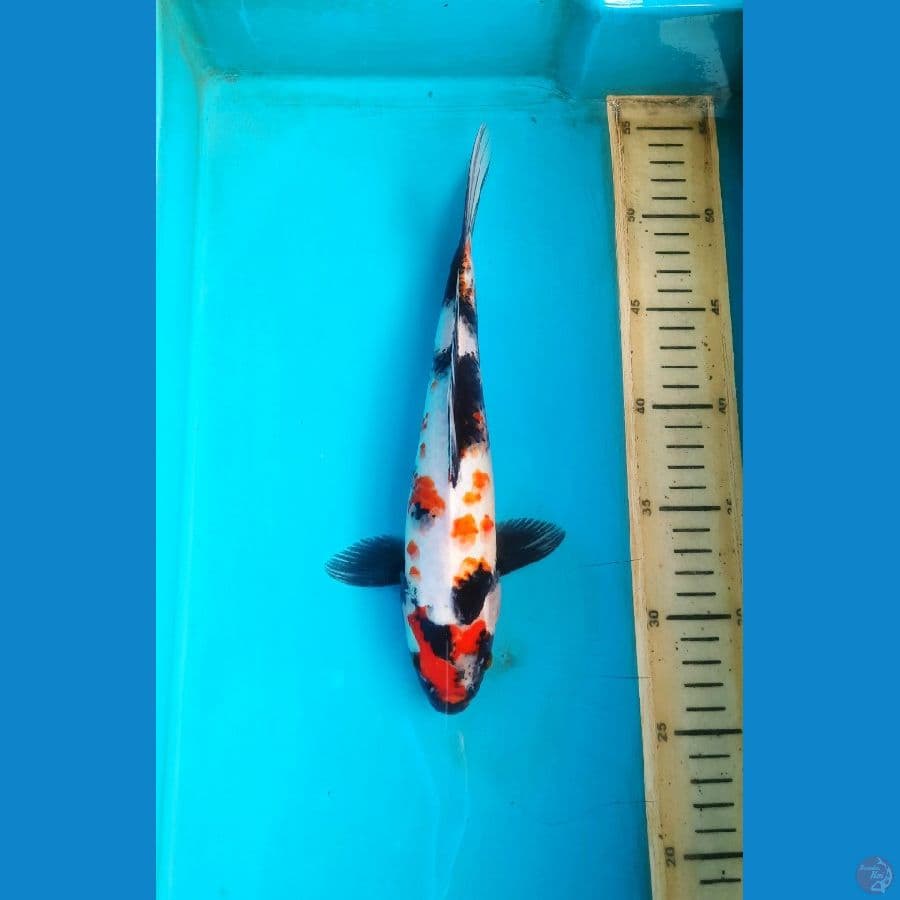 showa 27cm