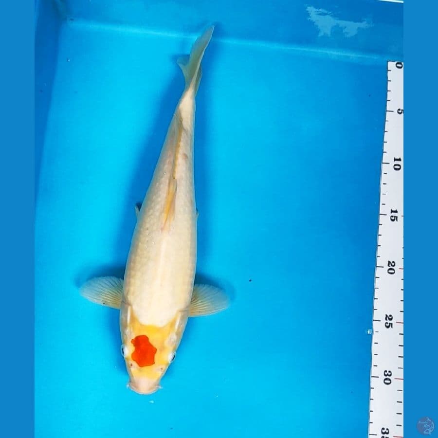 tancho kohaku 33cm