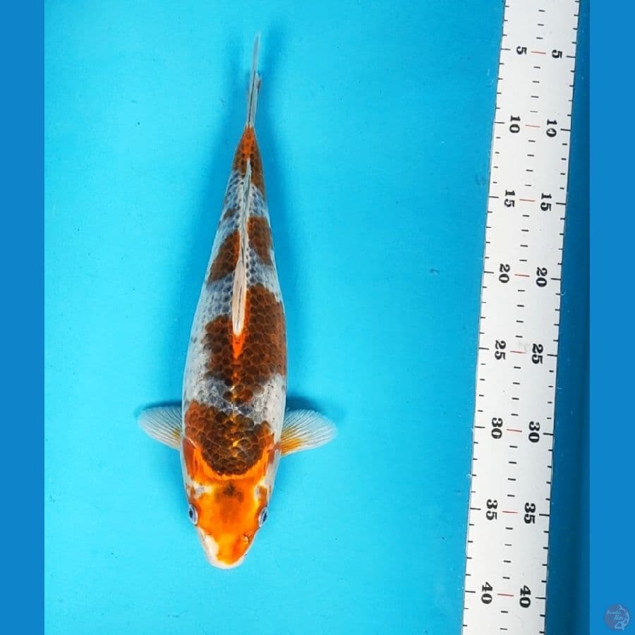 goshiki 33cm