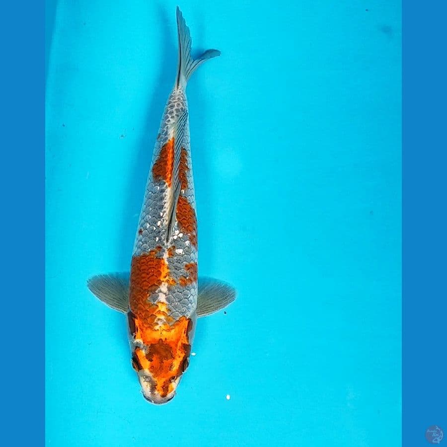 ochiba kogane strong 27cm male