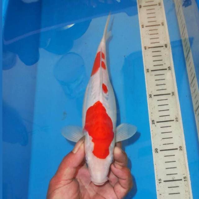 KOHAKU BERSIH
