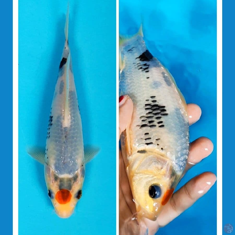 tancho matsukawabake 17cm