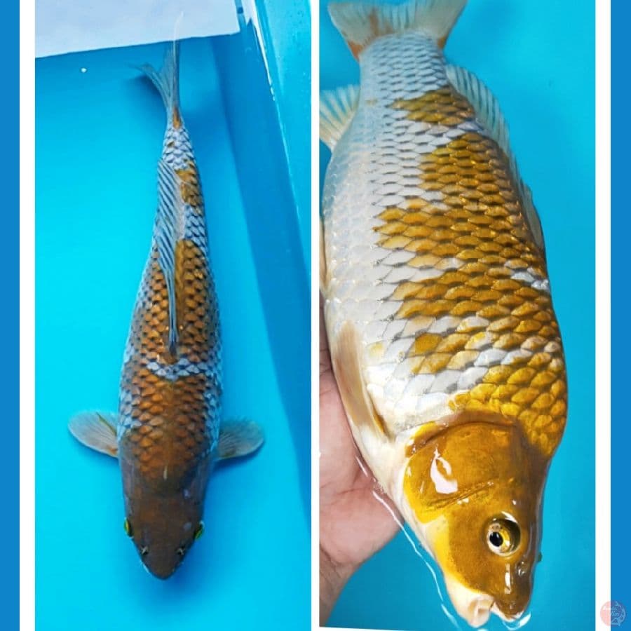 ochiba shigure 33cm fm