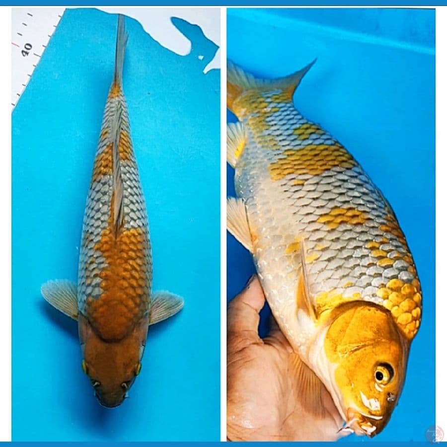 ochiba shigure punuk onta 32cm