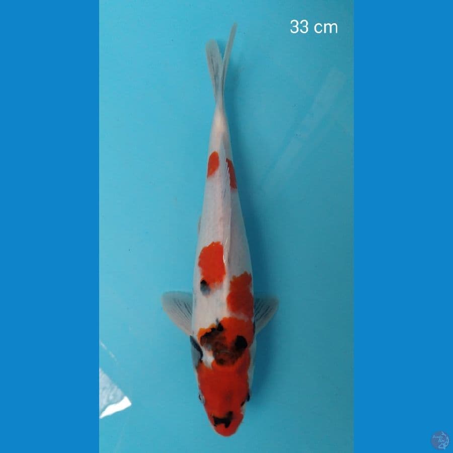 CUAN - Kindai Showa Tategoi 33 cm