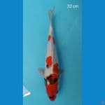 CUAN - Kindai Showa Tategoi 33 cm