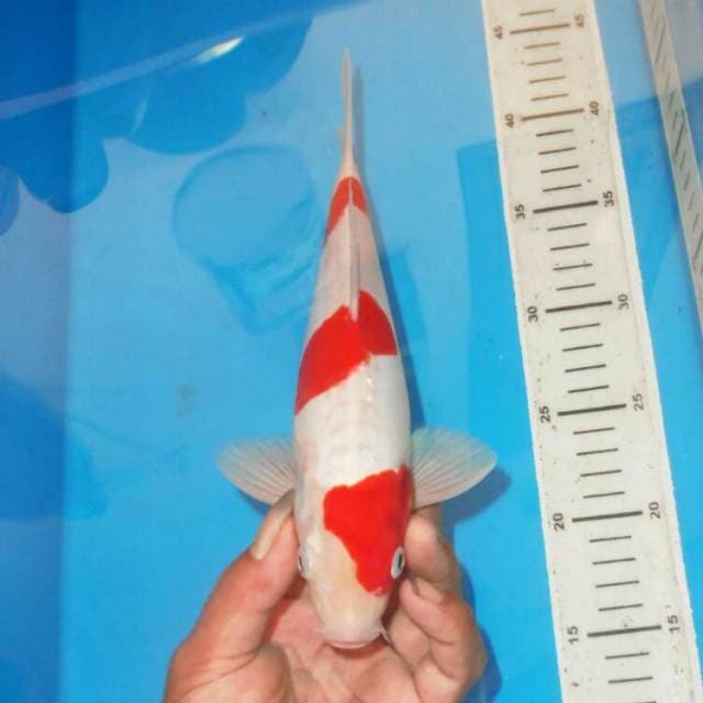KOHAKU 3STEP