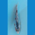 CUAN  - Shusui A 14 cm