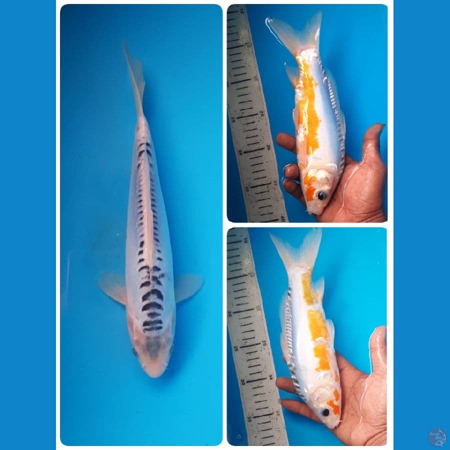 shusui 25cm 