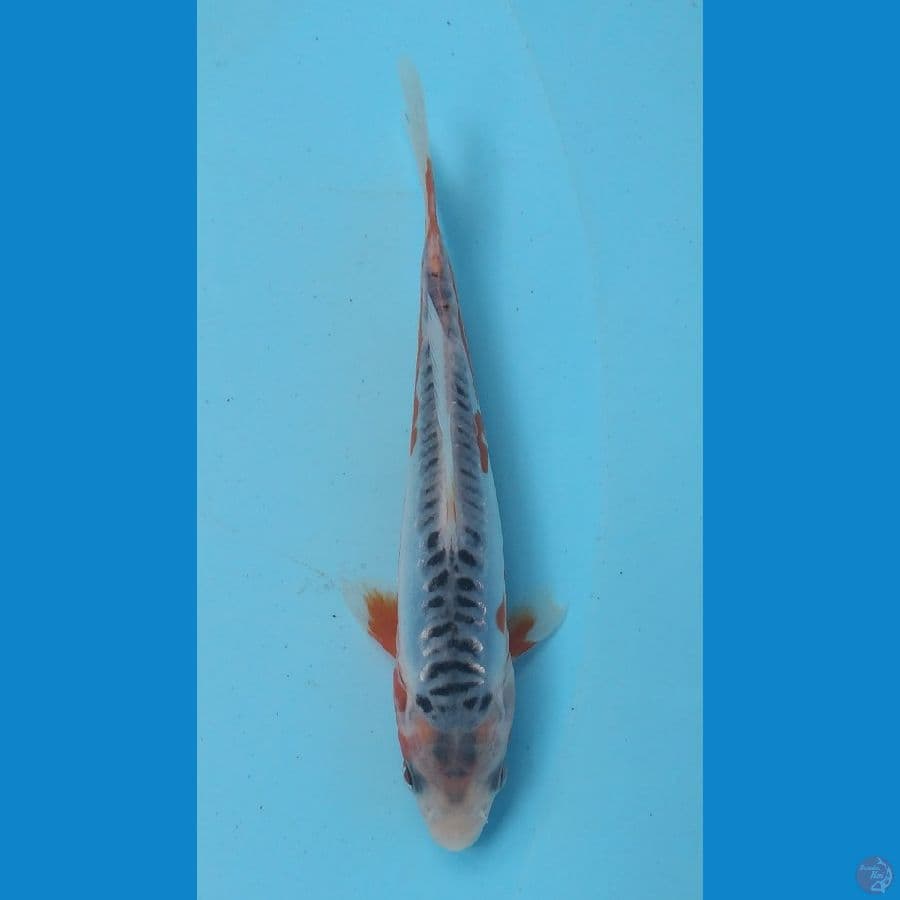 CUAN - Shusui B 14 cm