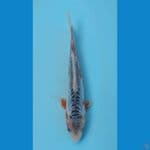CUAN - Shusui B 14 cm