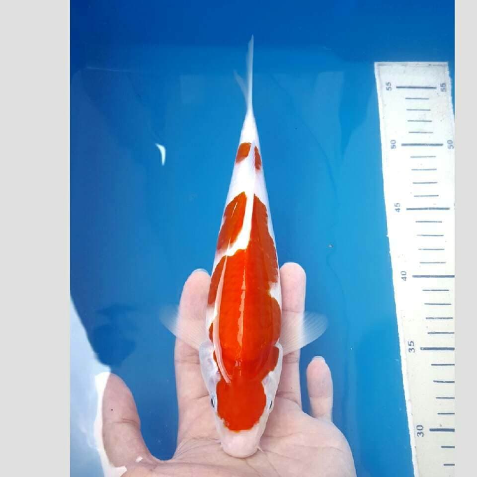 kohaku import momotaro 30bu merah