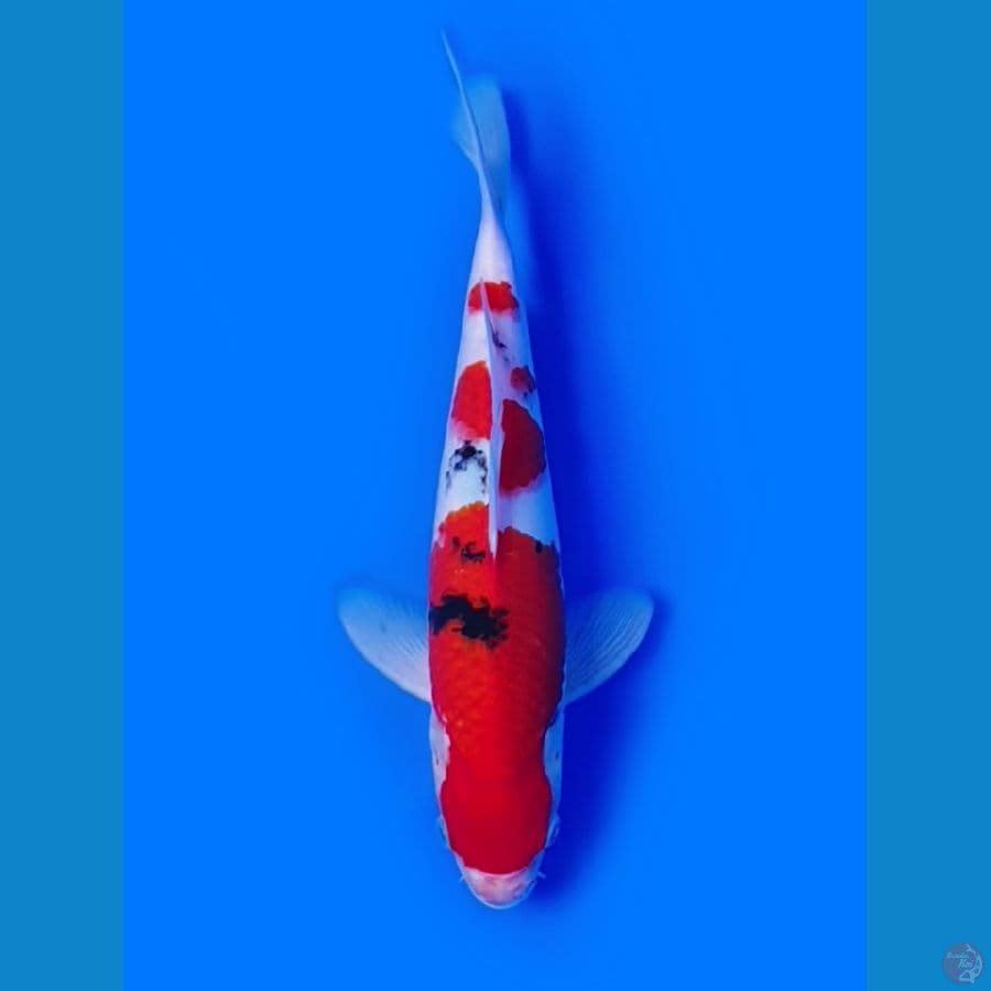 Taisho Shansoku 30cm 