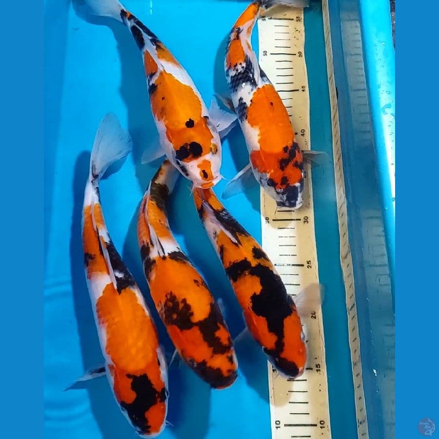 SHOWA 31-32 CM 5 EKOR