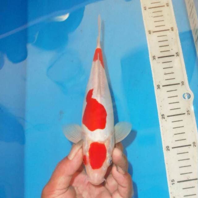 MARUTEN KOHAKU