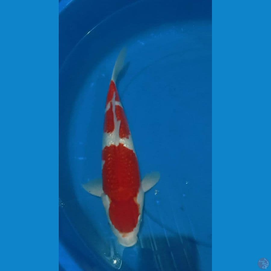 raf 3 kohaku ginrin