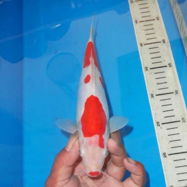 KUCIBENI KOHAKU