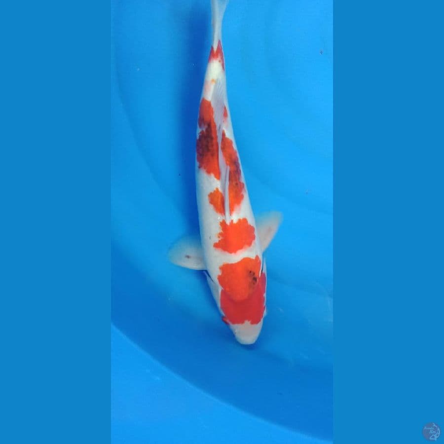 showa koromo berpunuk
