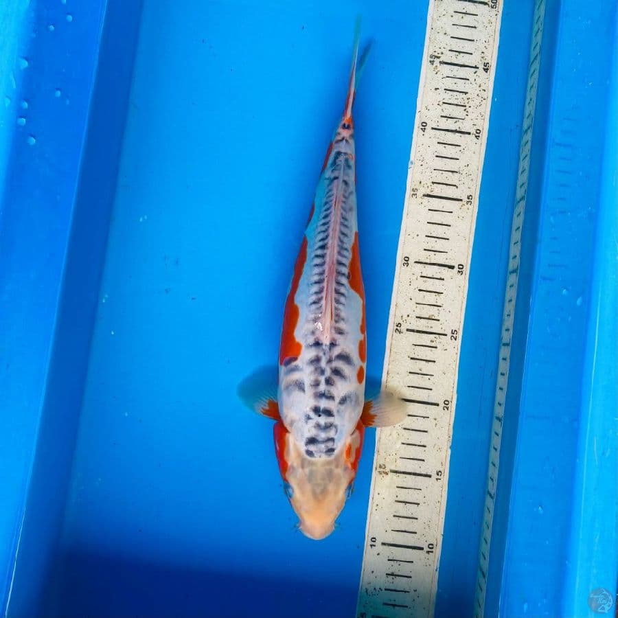 shusui 31cm