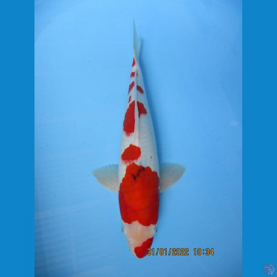 MKC KOI GRUB