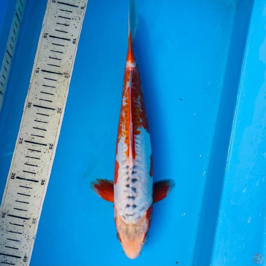 shusui 33cm 