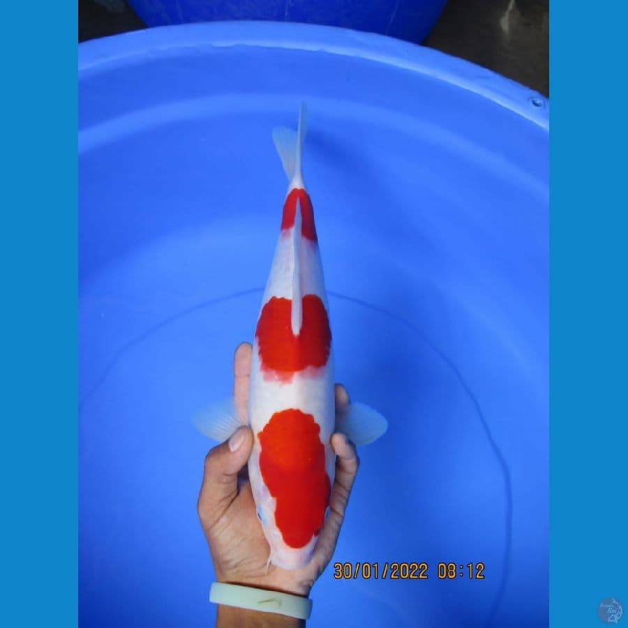 MKC KOI GRUB