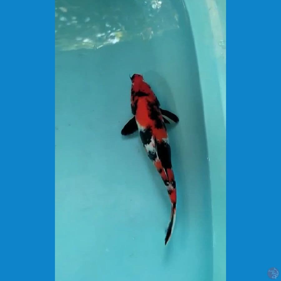 showa 33cm male
