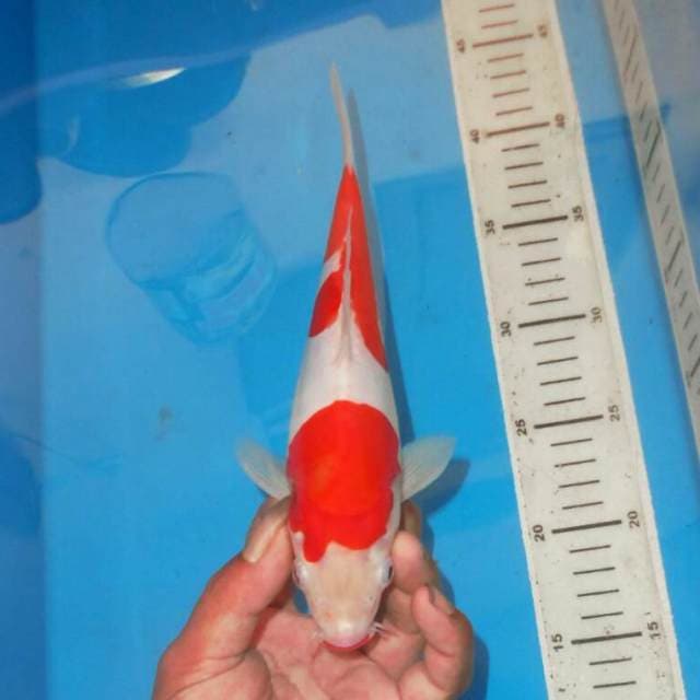 KOHAKU RED DEVIL