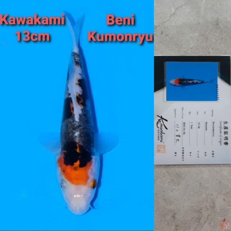 KAWAKAMI BENI KUMONRYU