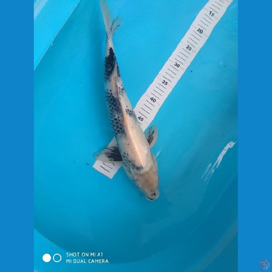 44cm Shiro jantan