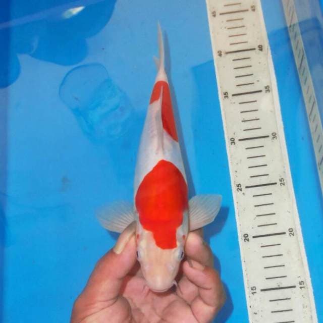 KOHAKU BERSIH