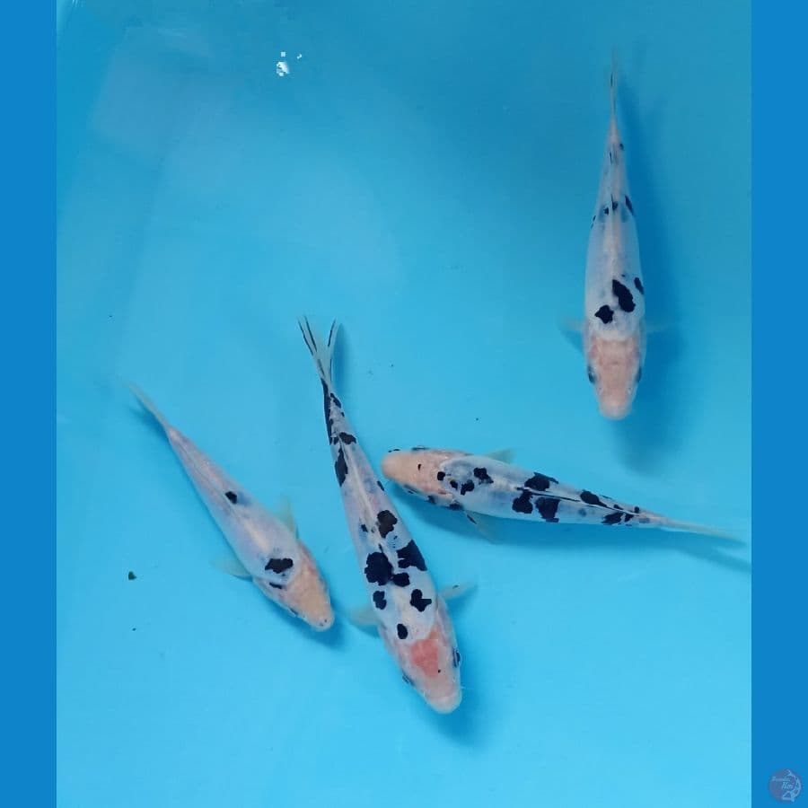 mix bekko doitsu 17,20cm