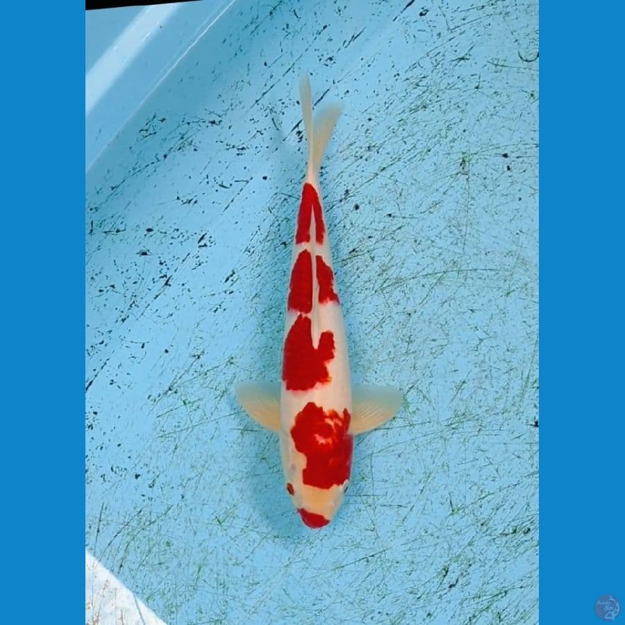 Kohaku Strong Ori