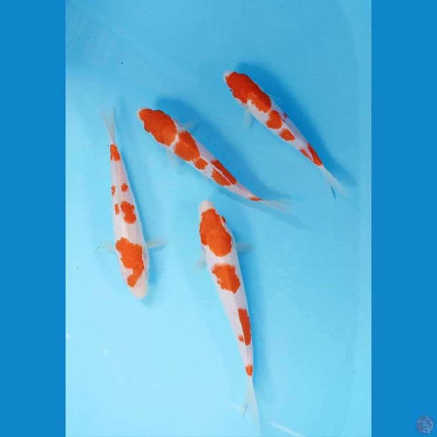 kohaku 20 up