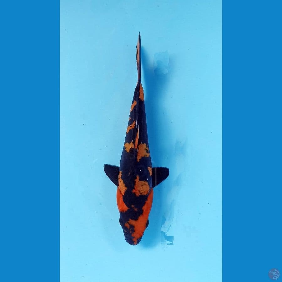 utsuri doitsu 14cm
