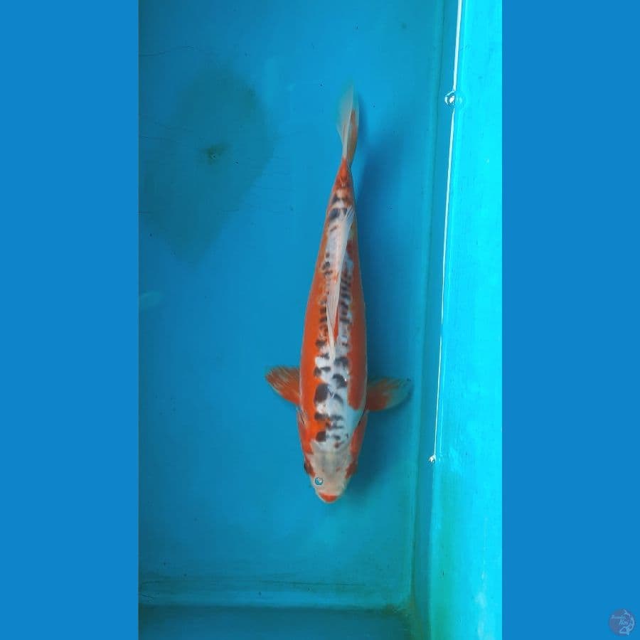 shusui 27cm