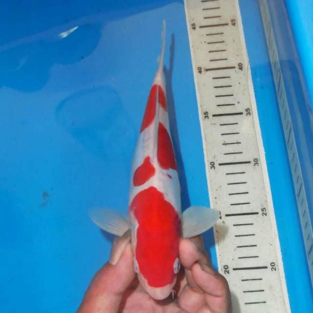 KOHAKU BAGUS