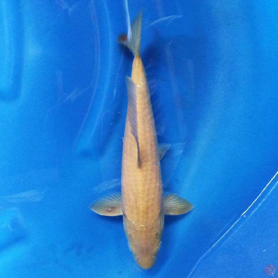 Karashi 31 cm
