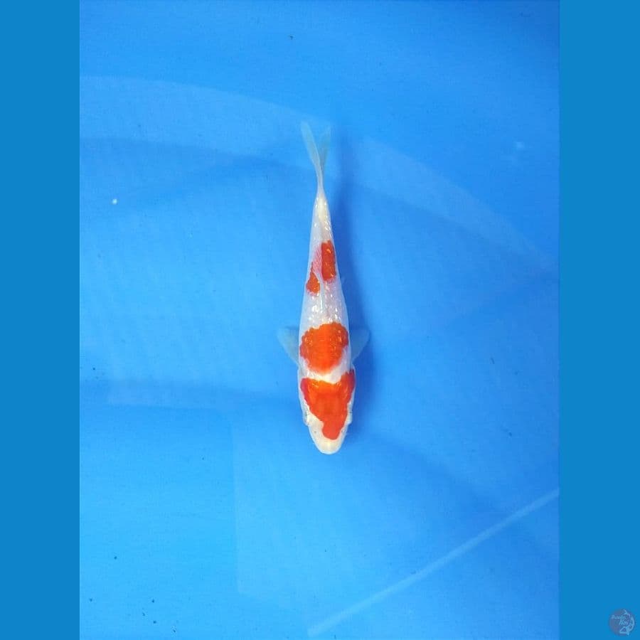 KOHAKU GINRIN 13 CM
