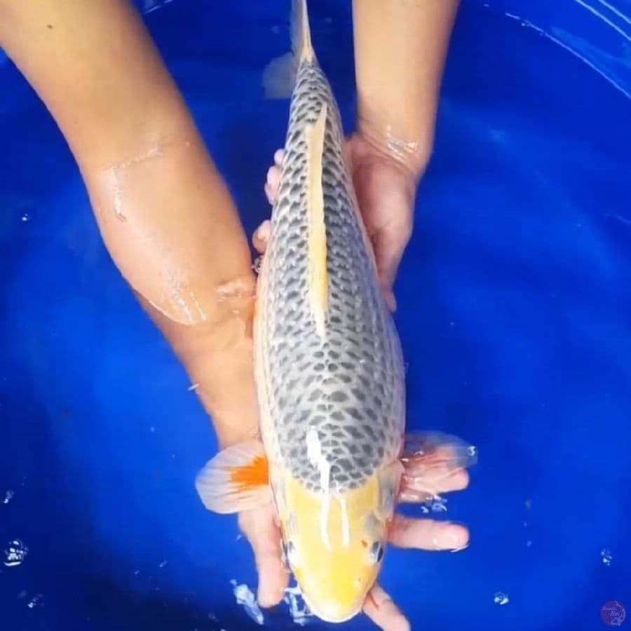 ASAGI GOOD 55BU FEMALE
