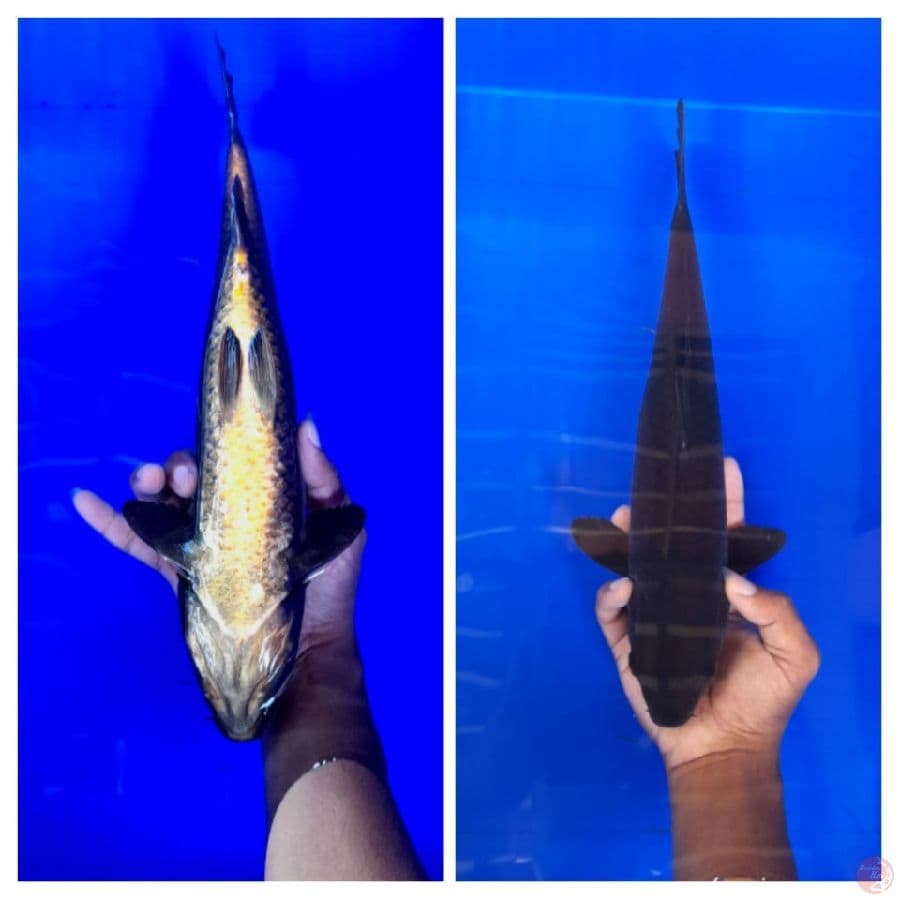 Karasu 34cm