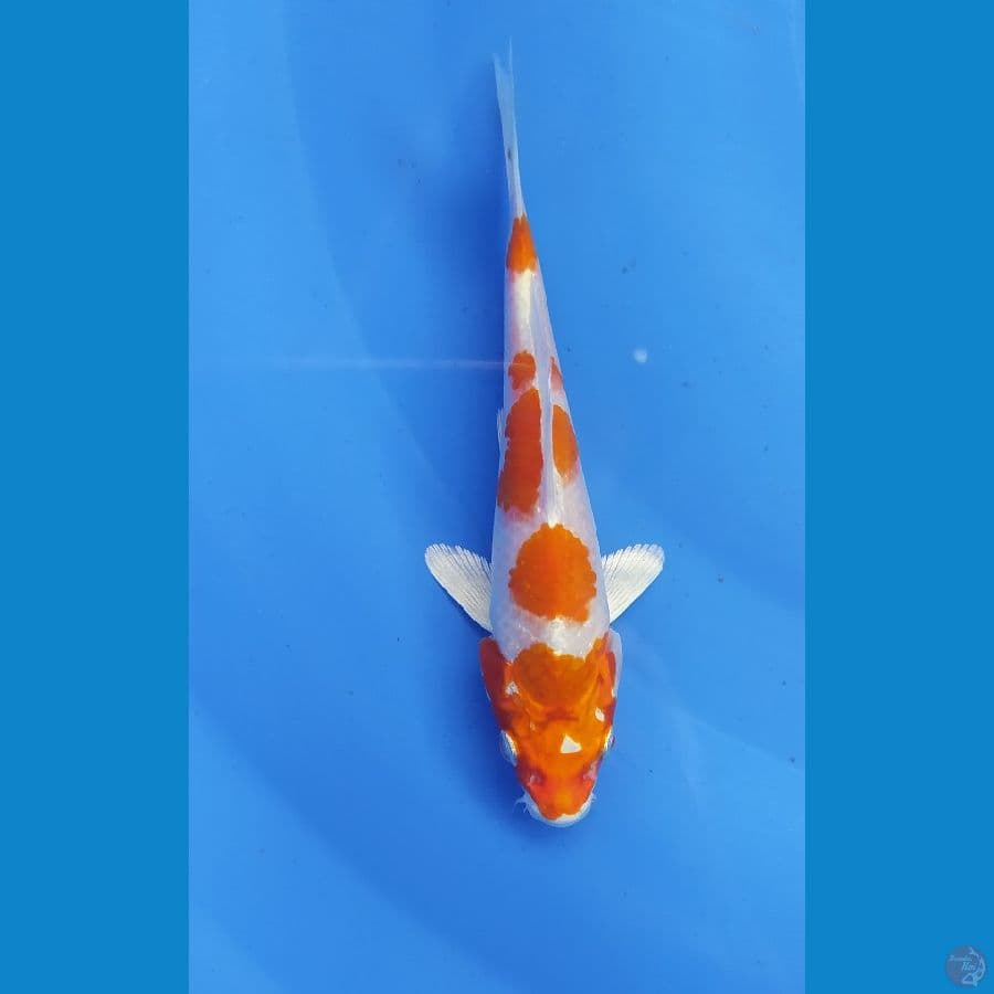KIKUSHUI 14 CM