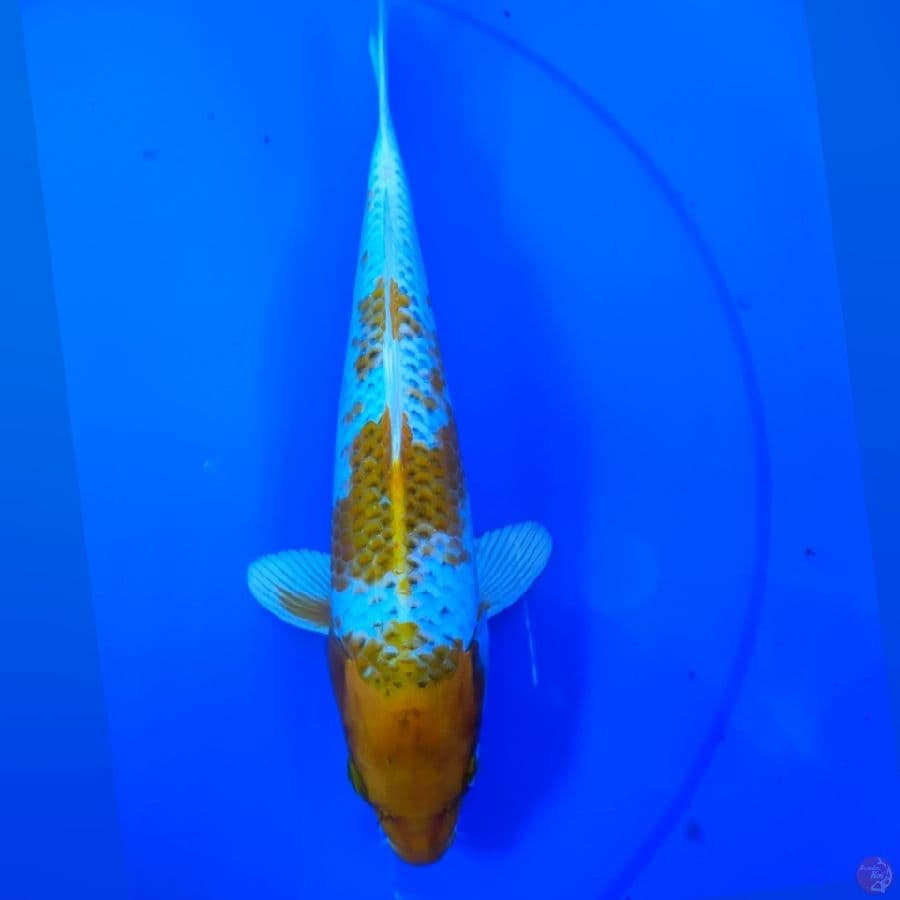KOJAKU 30CM