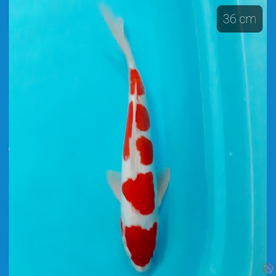 yondan doitsu 36 cm